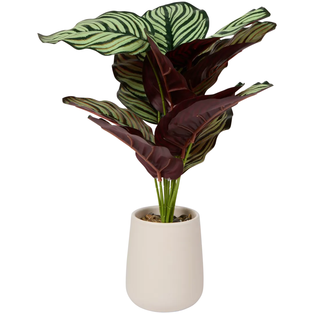 Calathea artificiale in vaso Excellent Flowers 3