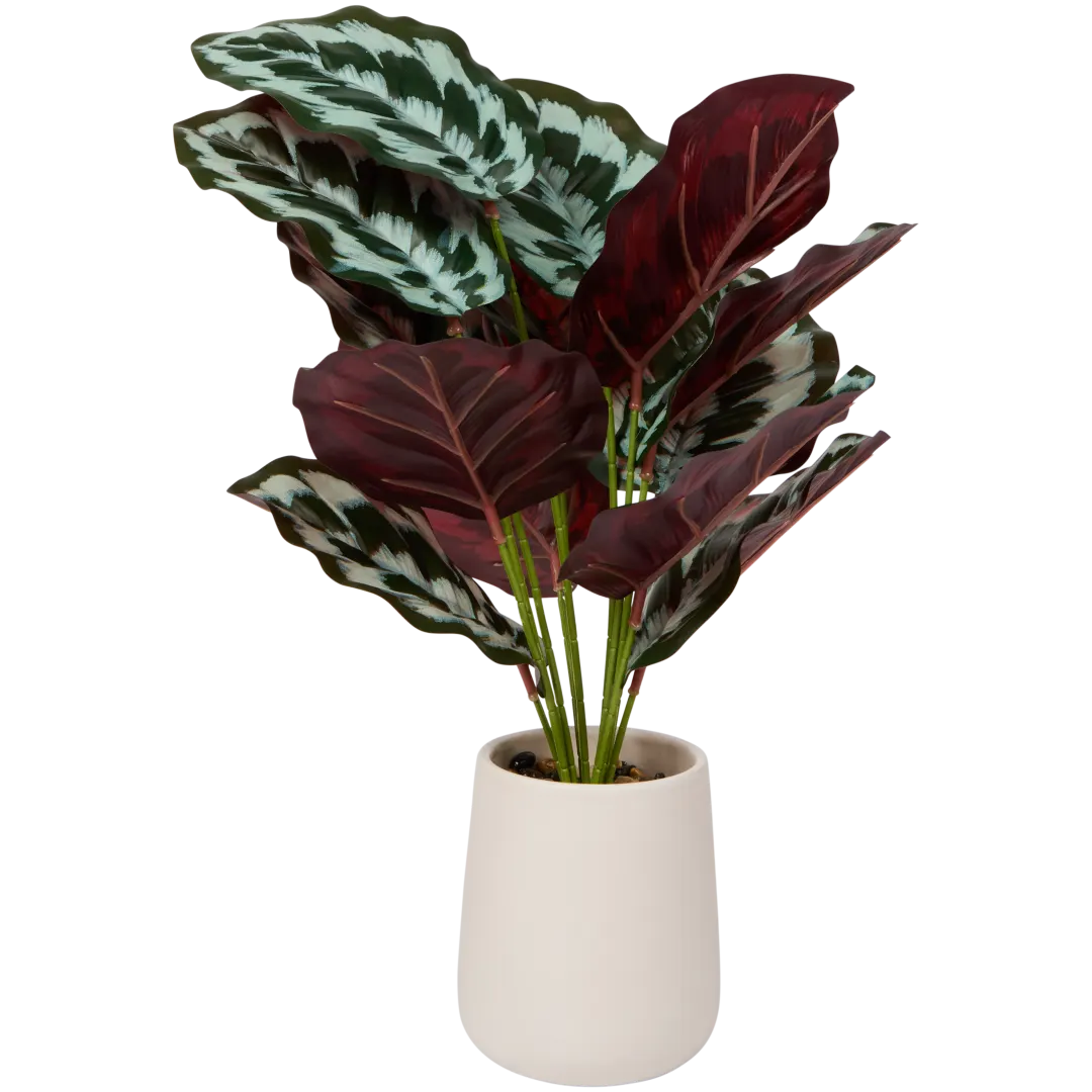 Calathea artificiale in vaso Excellent Flowers 2
