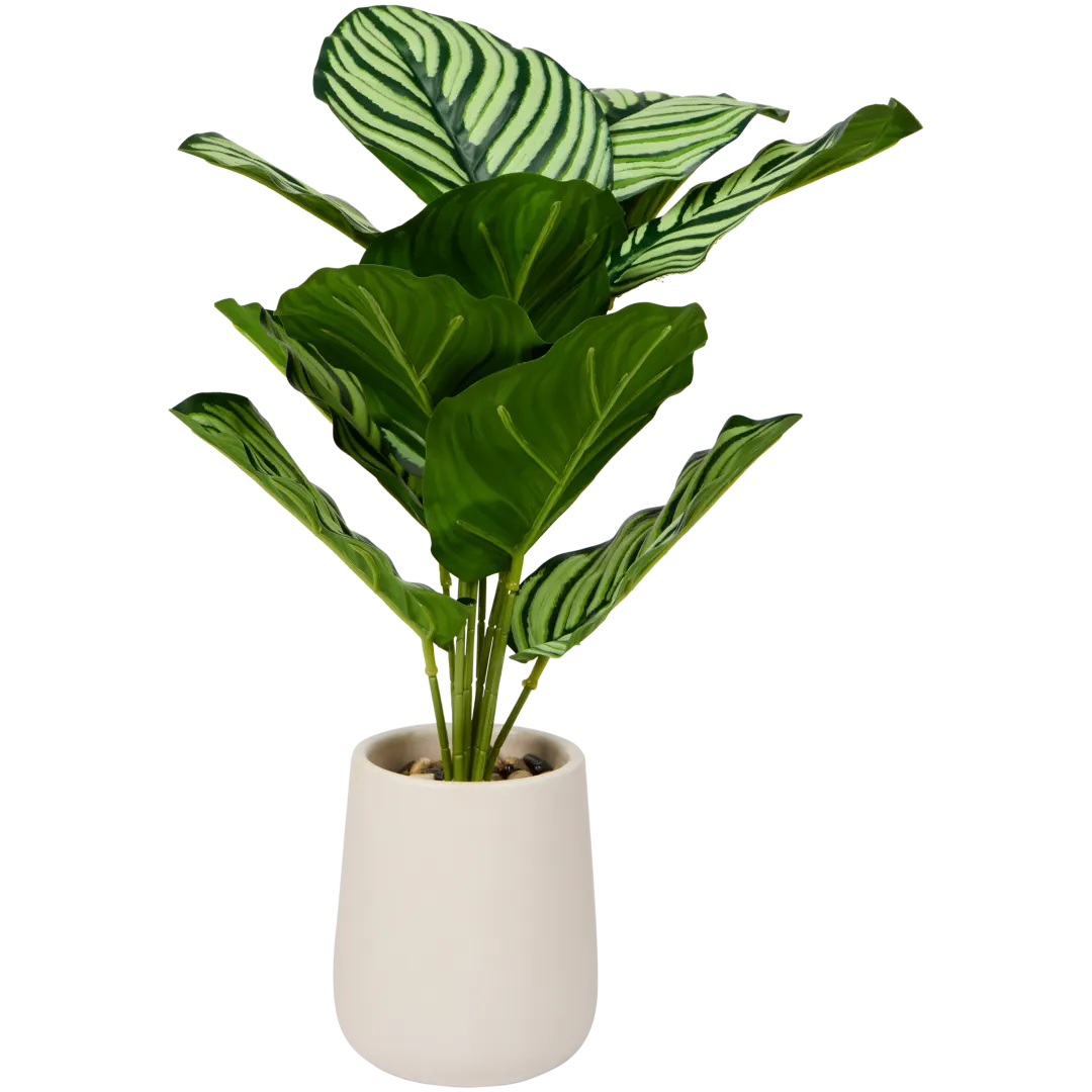 Calathea artificiale in vaso Excellent Flowers 1