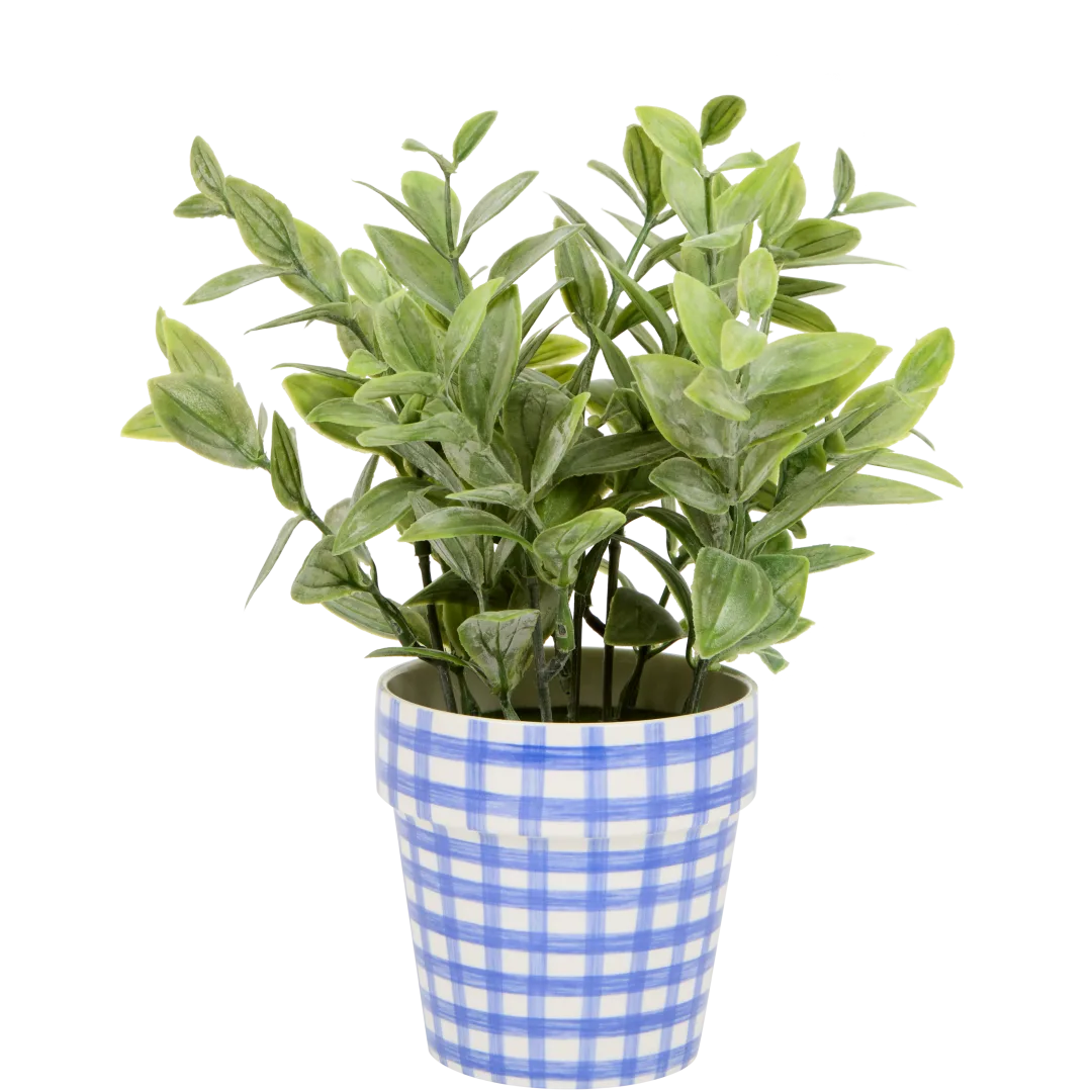 Excellent Flowers kruidenplant in pot 2