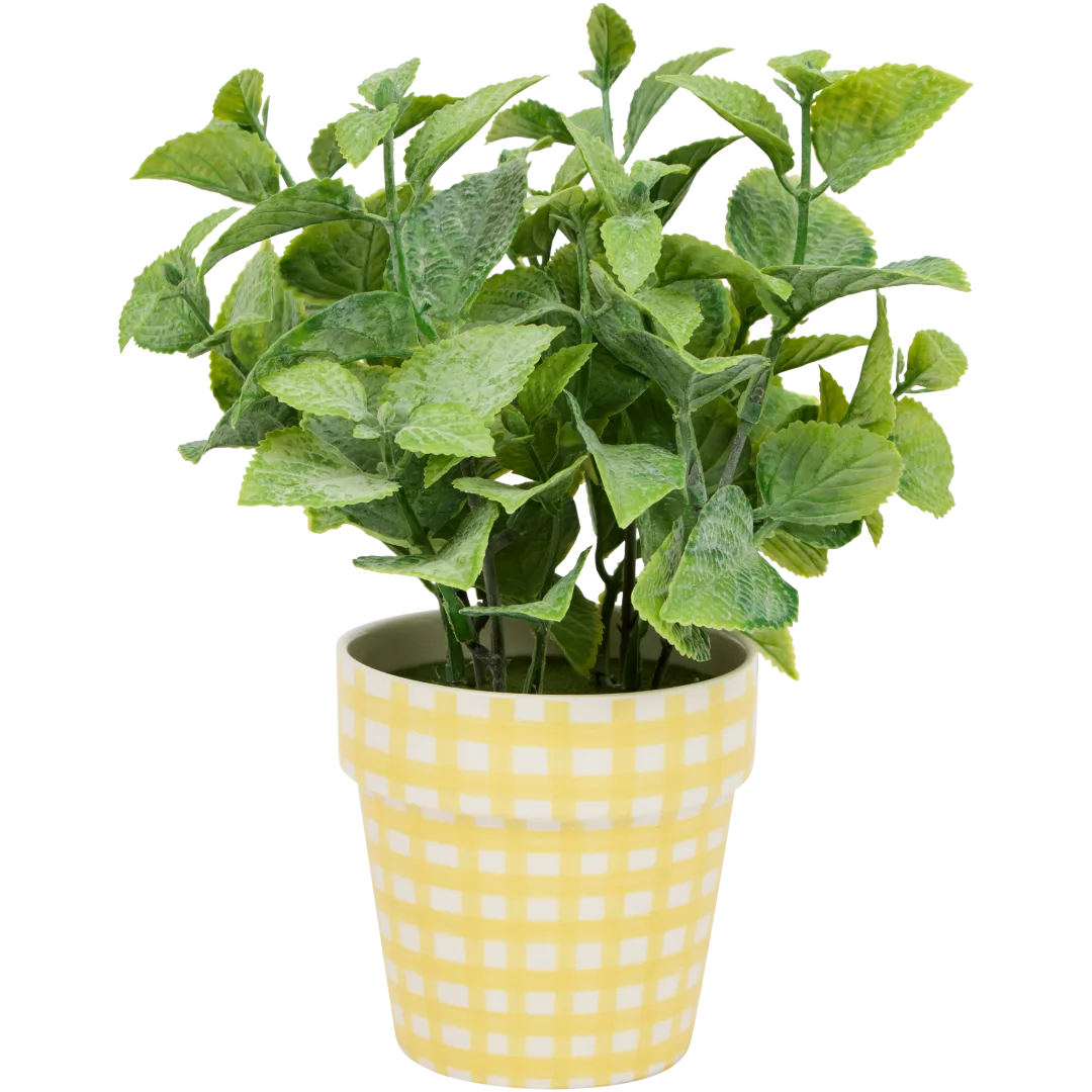 Excellent Flowers kruidenplant in pot 1