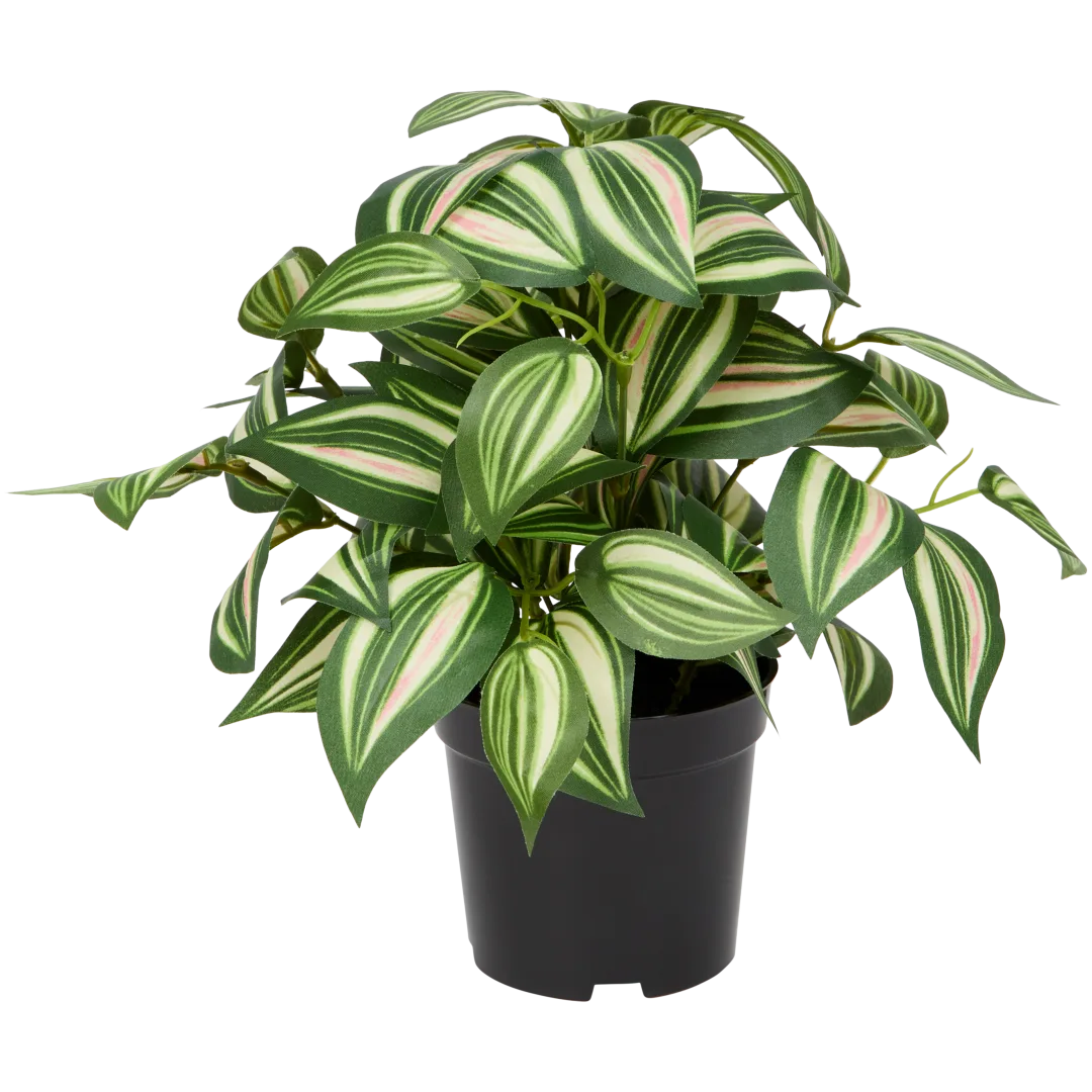 The Hamptons Collections HOME tradescantia 2