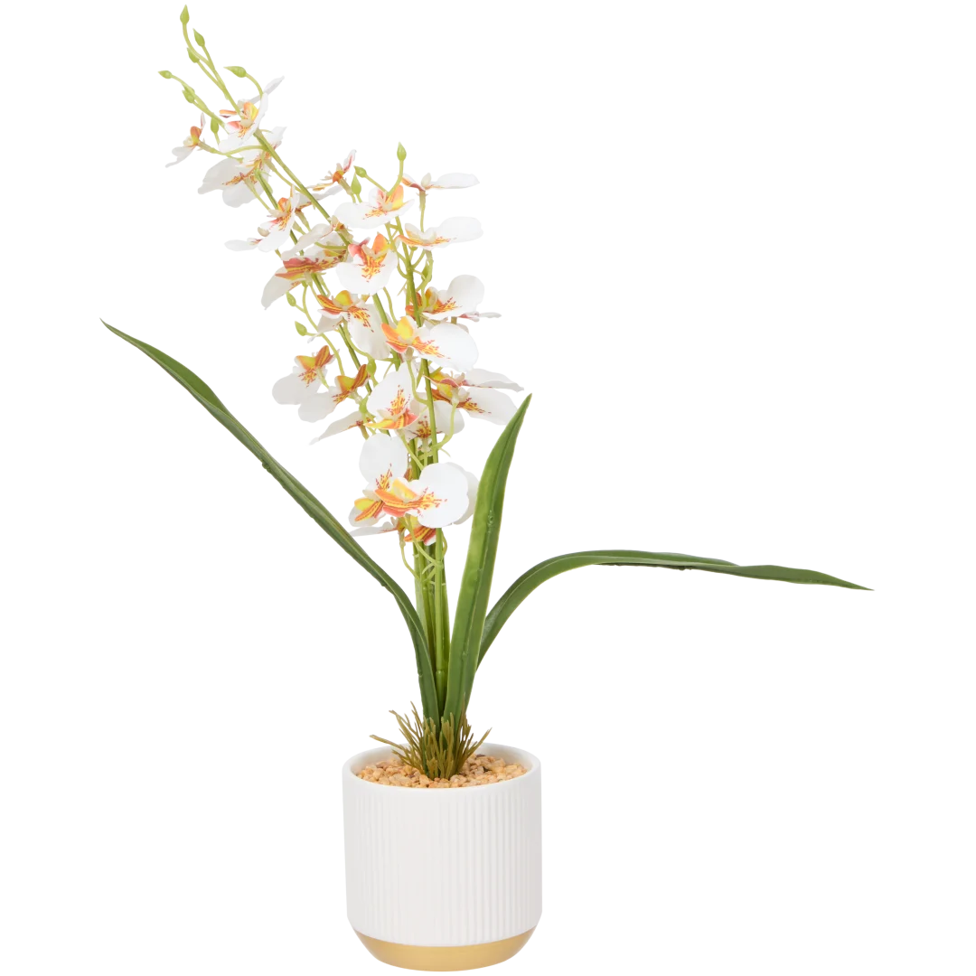 Orquídea