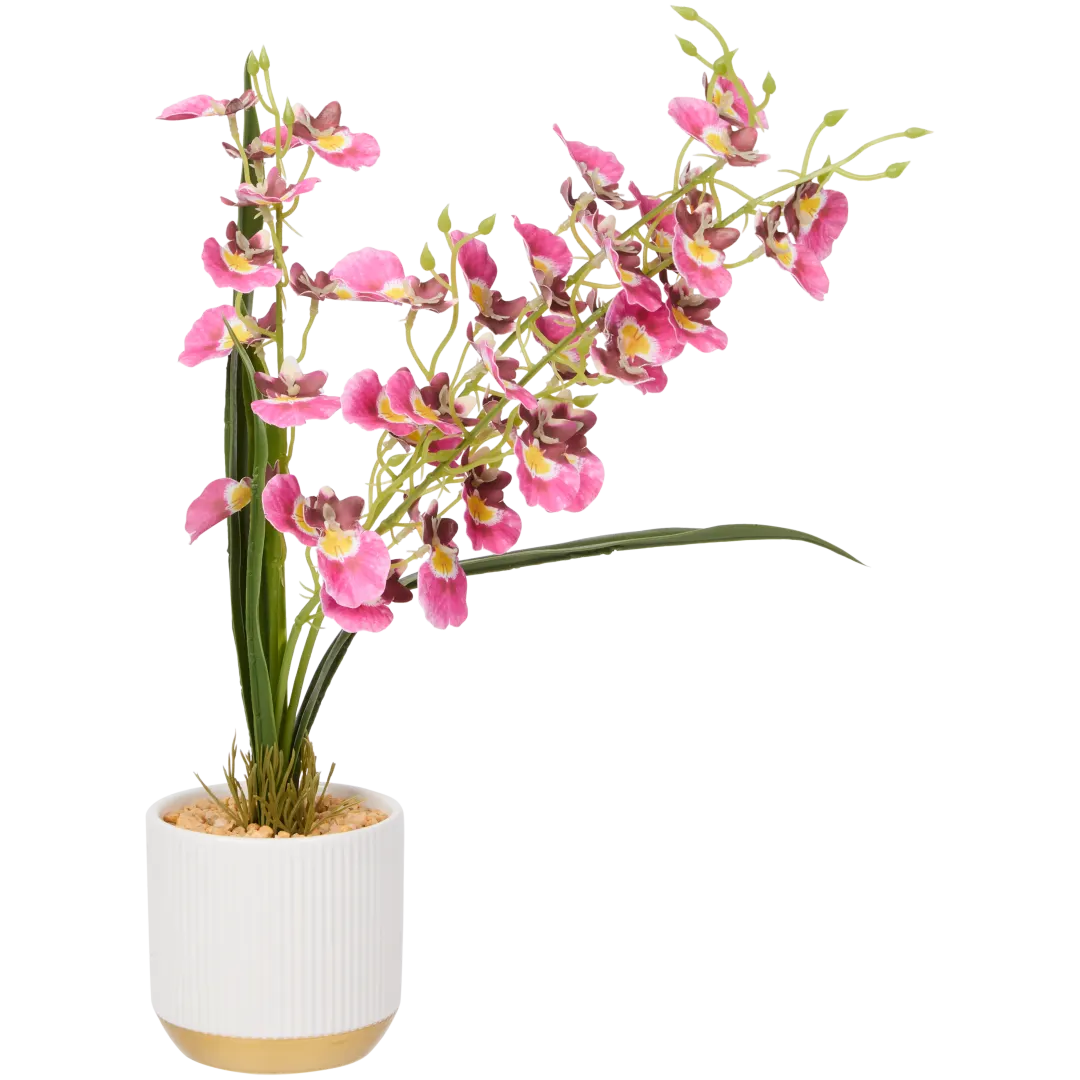 Orquídea