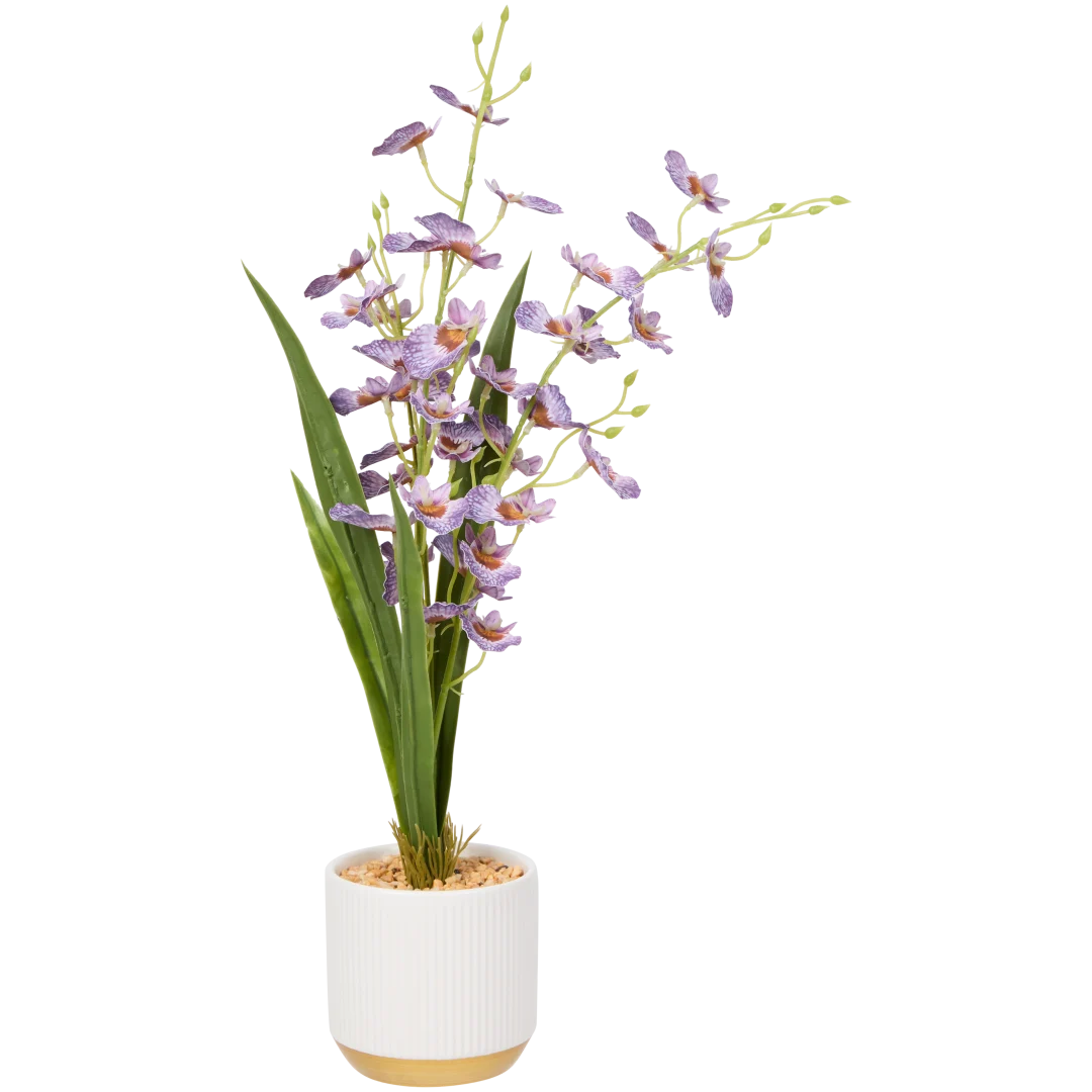 Orquídea