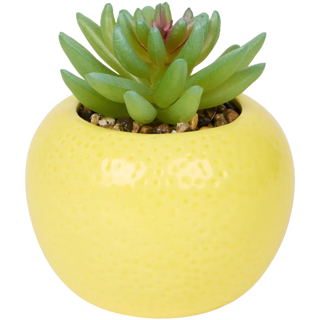 Plante grasse en pot 1