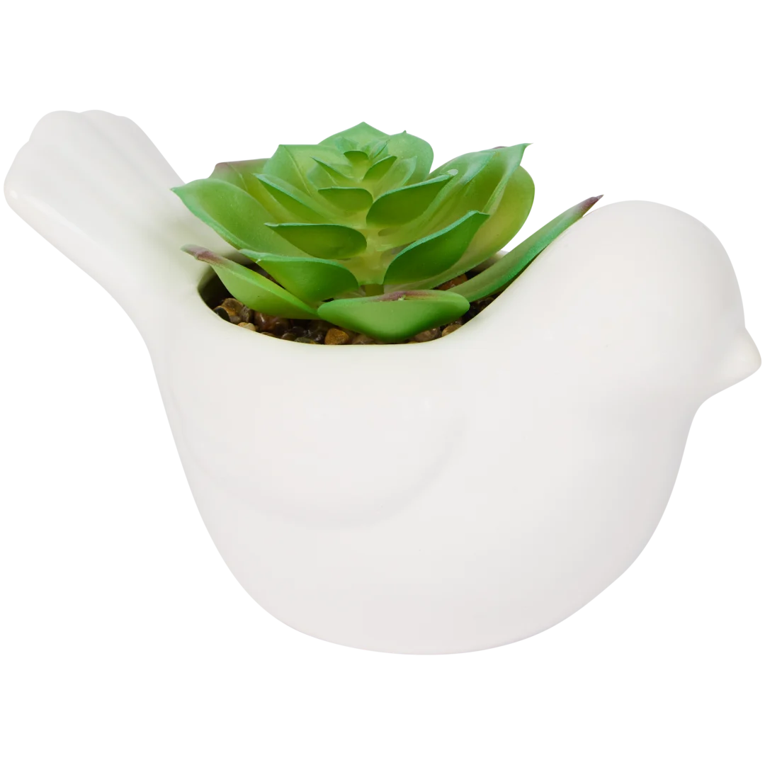 Plante grasse en pot 3