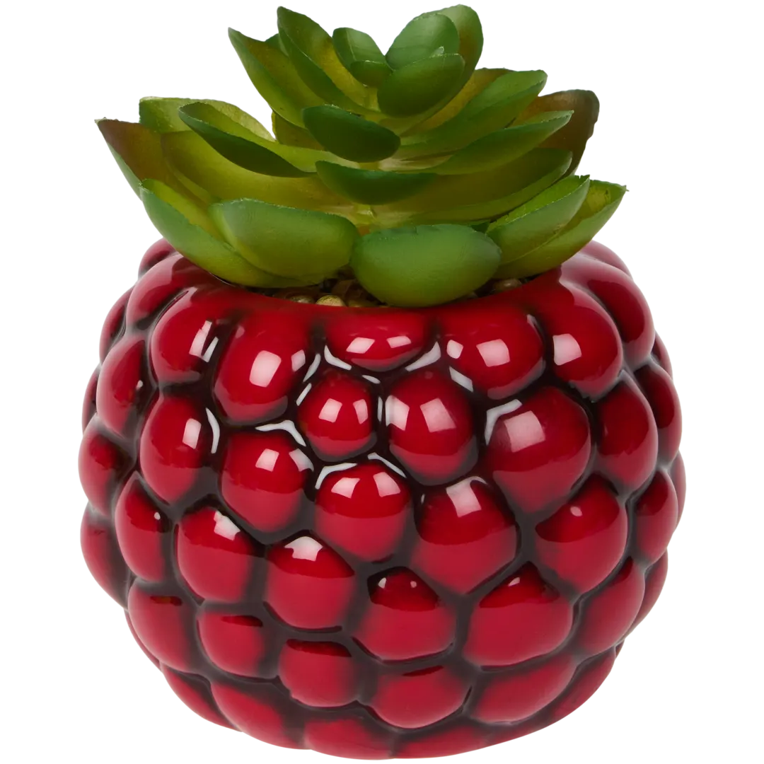 Plante grasse en pot 2