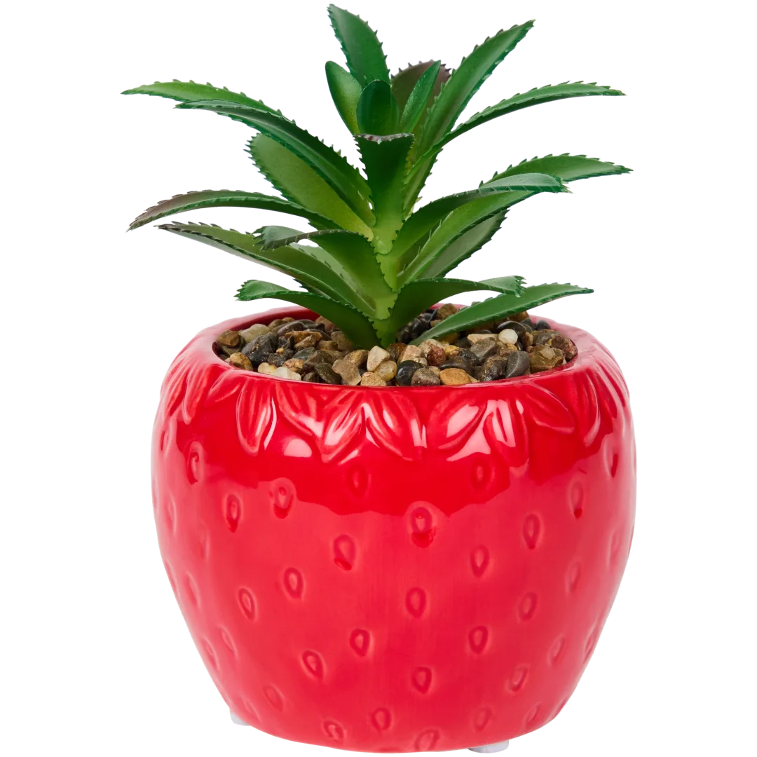 Suculenta em vaso 3