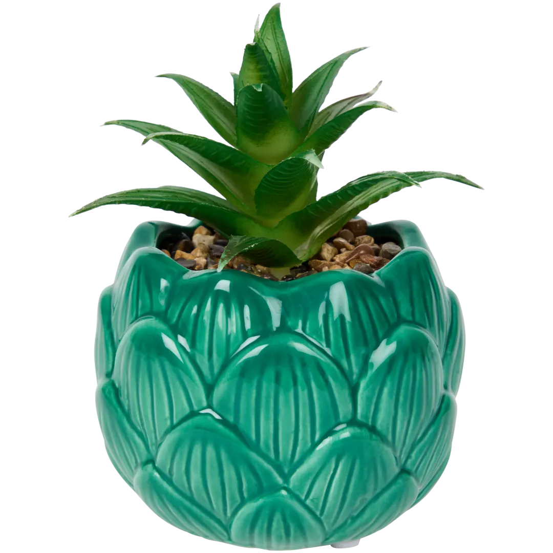 Suculenta em vaso 1