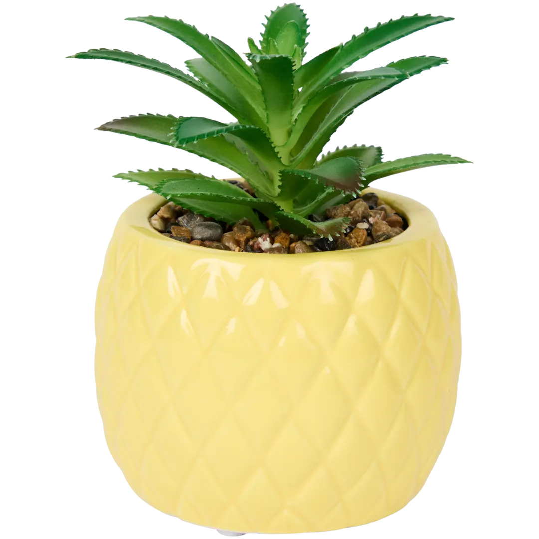 Suculenta em vaso 2