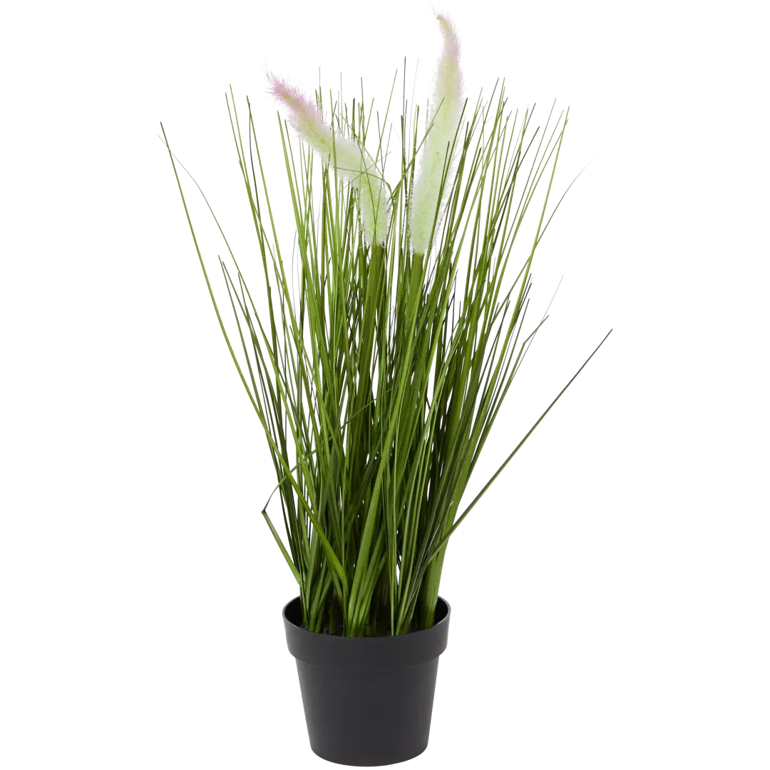 Gramínea ornamental em vaso 4