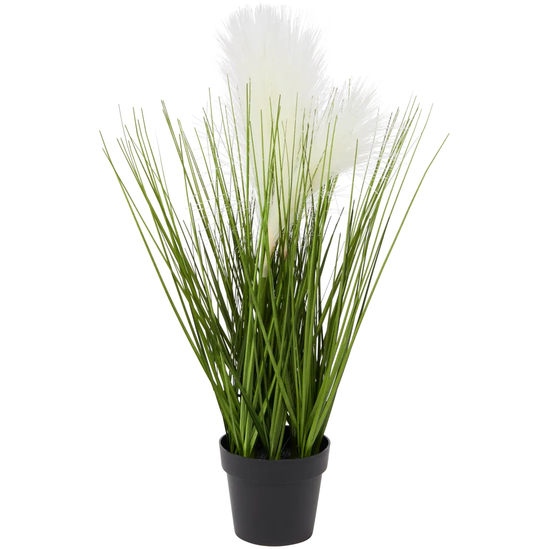 Gramínea ornamental em vaso 1