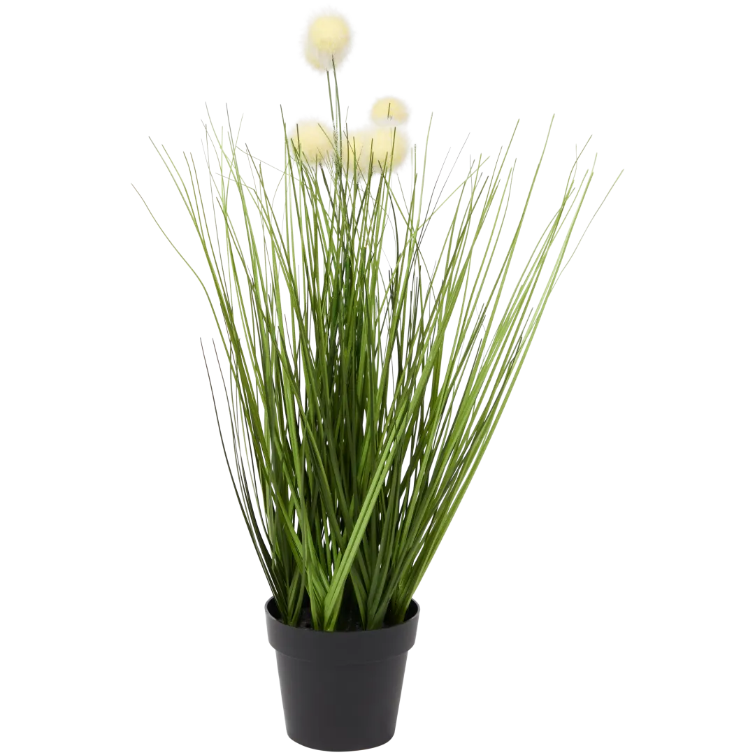 Gramínea ornamental em vaso 2