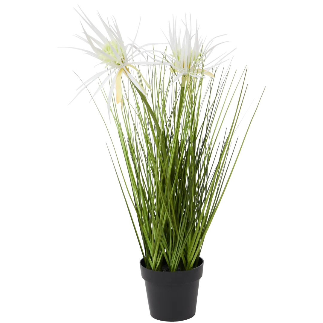 Gramínea ornamental em vaso 3