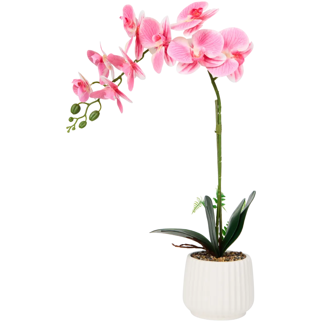 Orchidea w doniczce The Hamptons Collections HOME 1