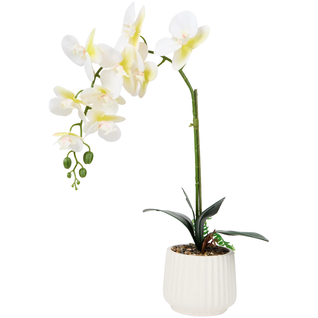 Orchidea w doniczce The Hamptons Collections HOME 3