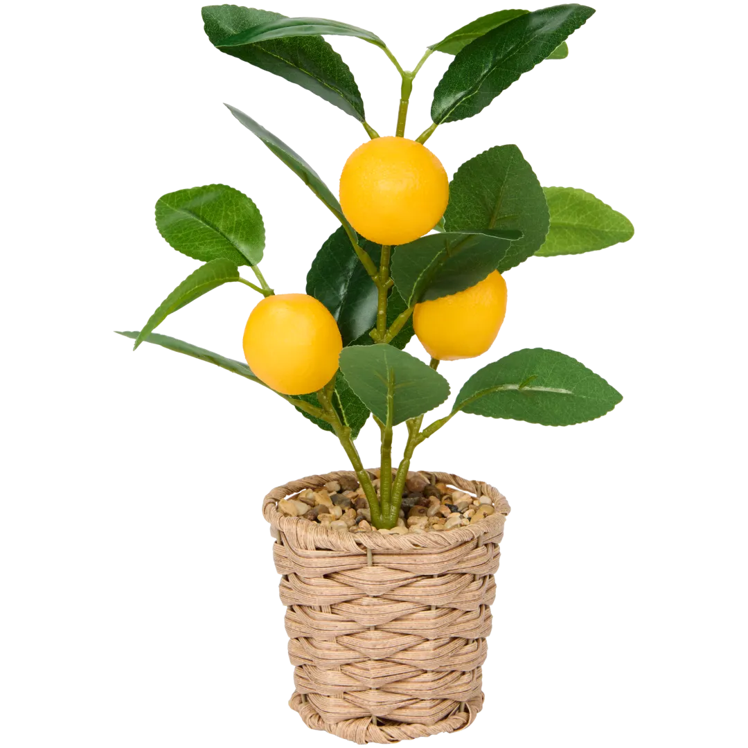 Excellent Flowers fruitboom in pot 3