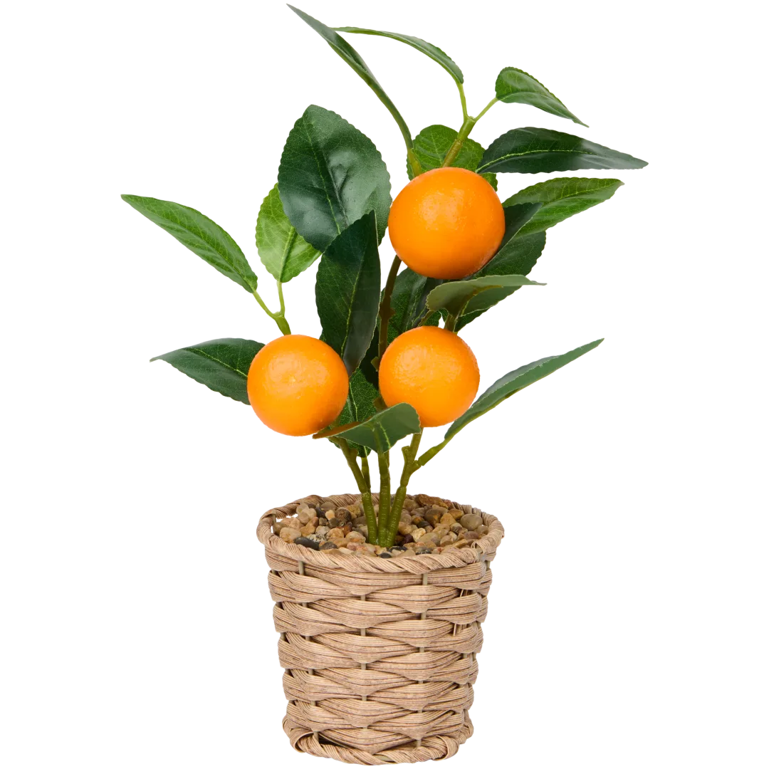 Excellent Flowers fruitboom in pot 1