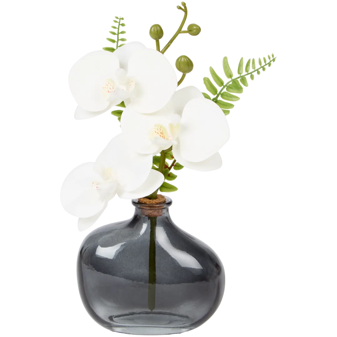 Excellent Flowers orchidee in pot