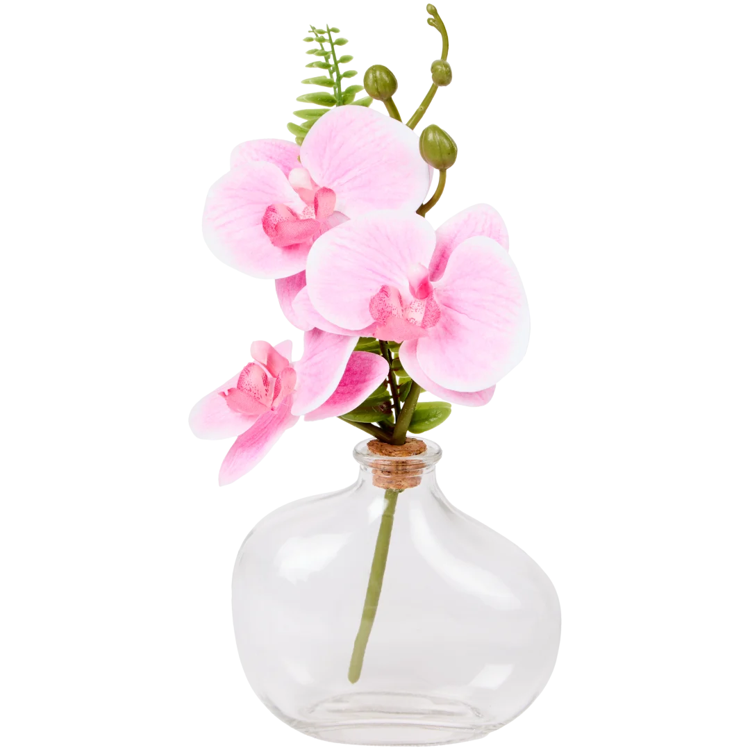 Excellent Flowers orchidee in pot