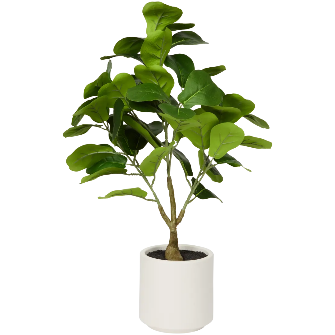 Ficus ornamental în ghiveci alb Home Accents