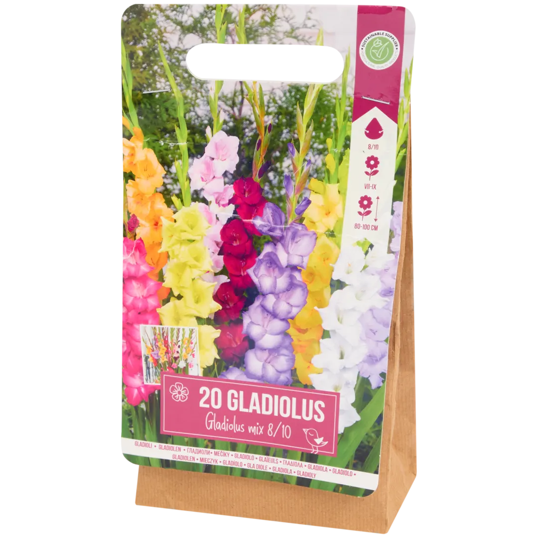Gladiolenzwiebeln 3