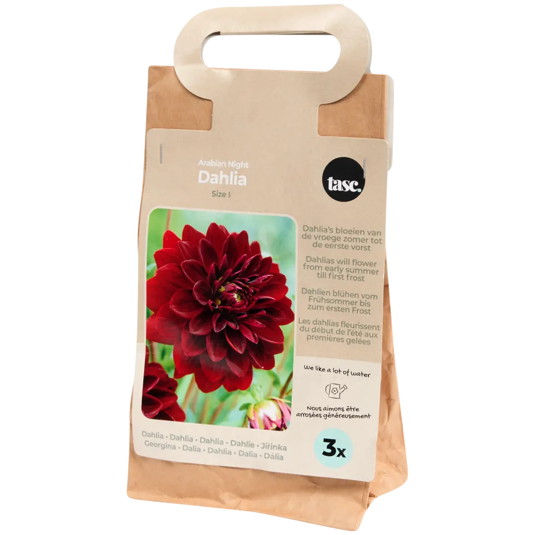 Bulbes de dahlias 2