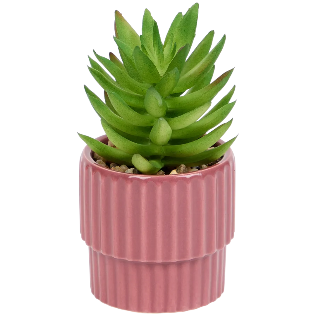 Planta suculenta artificial em vaso Home Accents