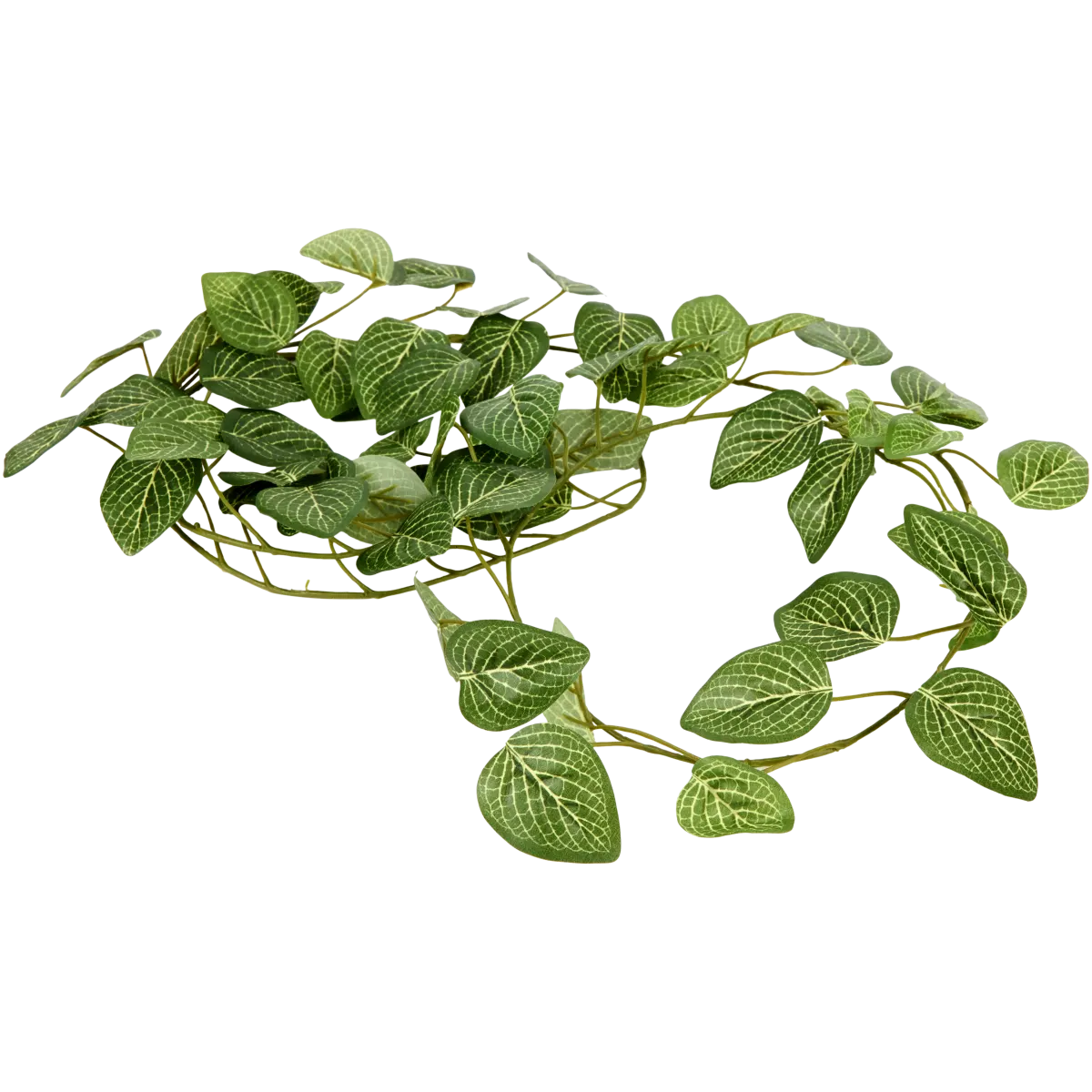 geigenfeige giftig Ficus lyrata (Geigenfeige) kaufen main image 1