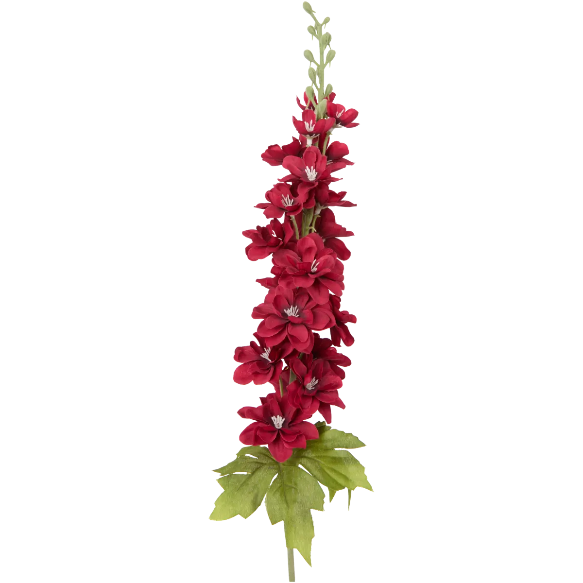 liguster hecke kaufen Liguster Atrovirens kaufen – wintergrüne Hecke