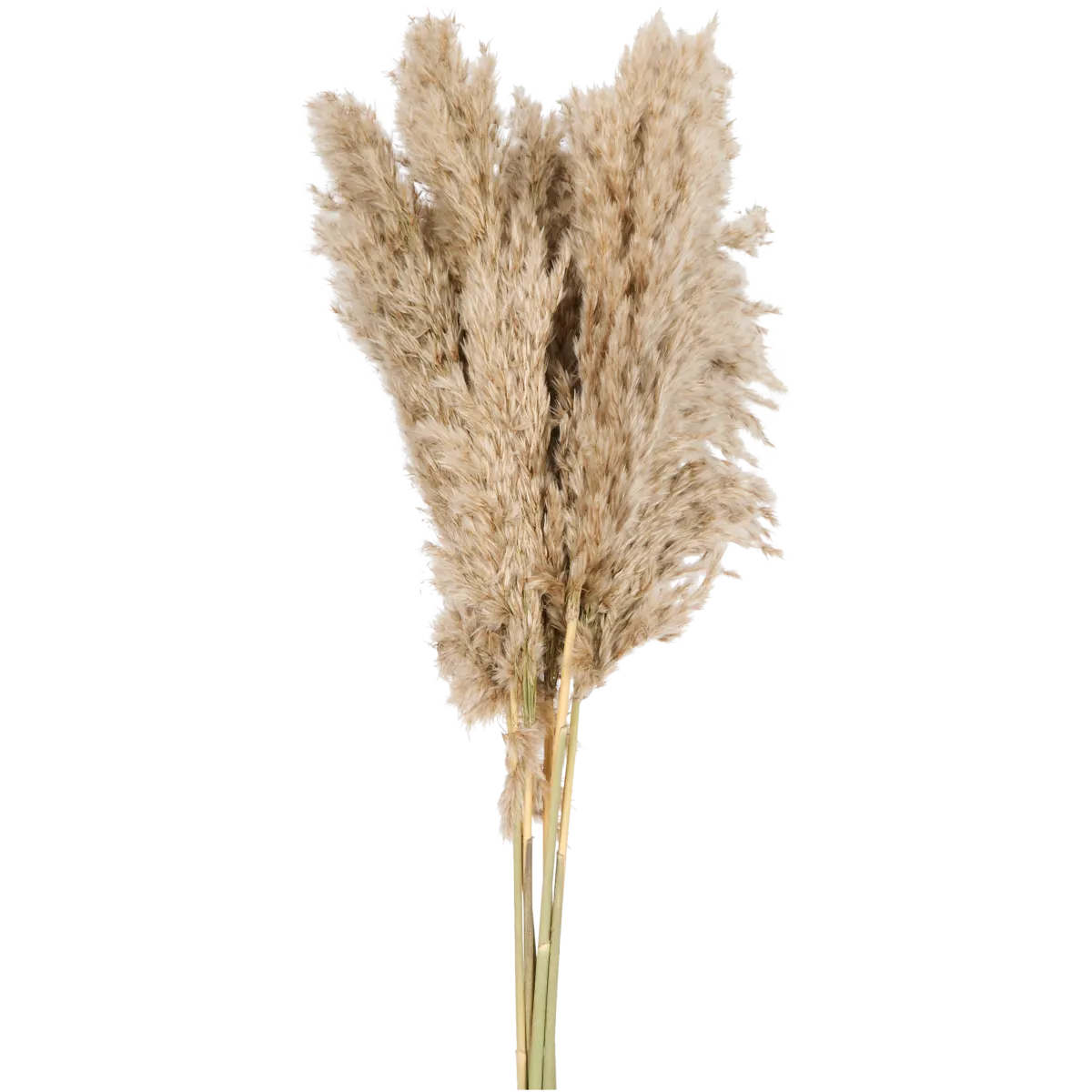 Trockenblumenstrauß