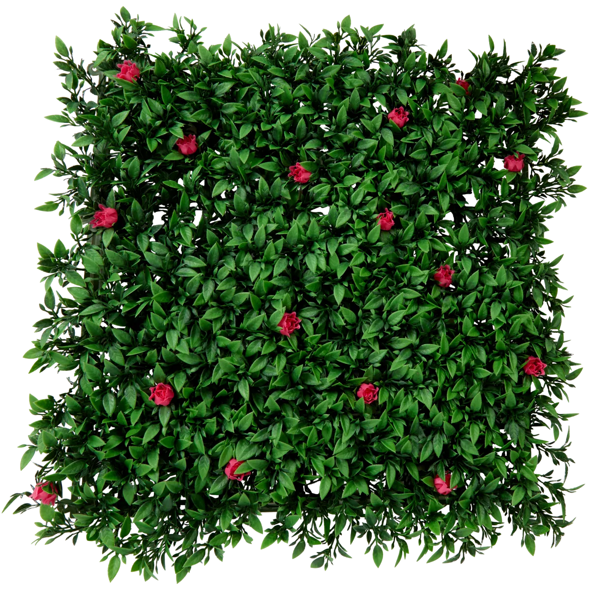 efeutute online bestellen 2x Goldene Efeutute Epipremnum Aureum 20 cm kaufen – Pflanzen online kaufen main image 0