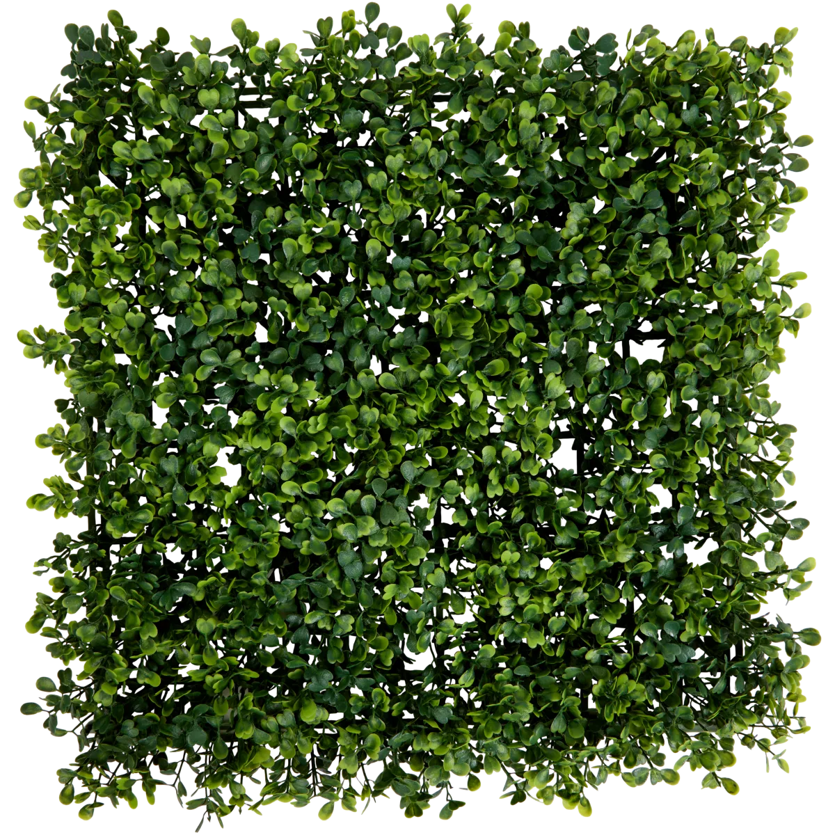efeutute cebu blue Epipremnum Pinnatum Cebu Blue main image 1