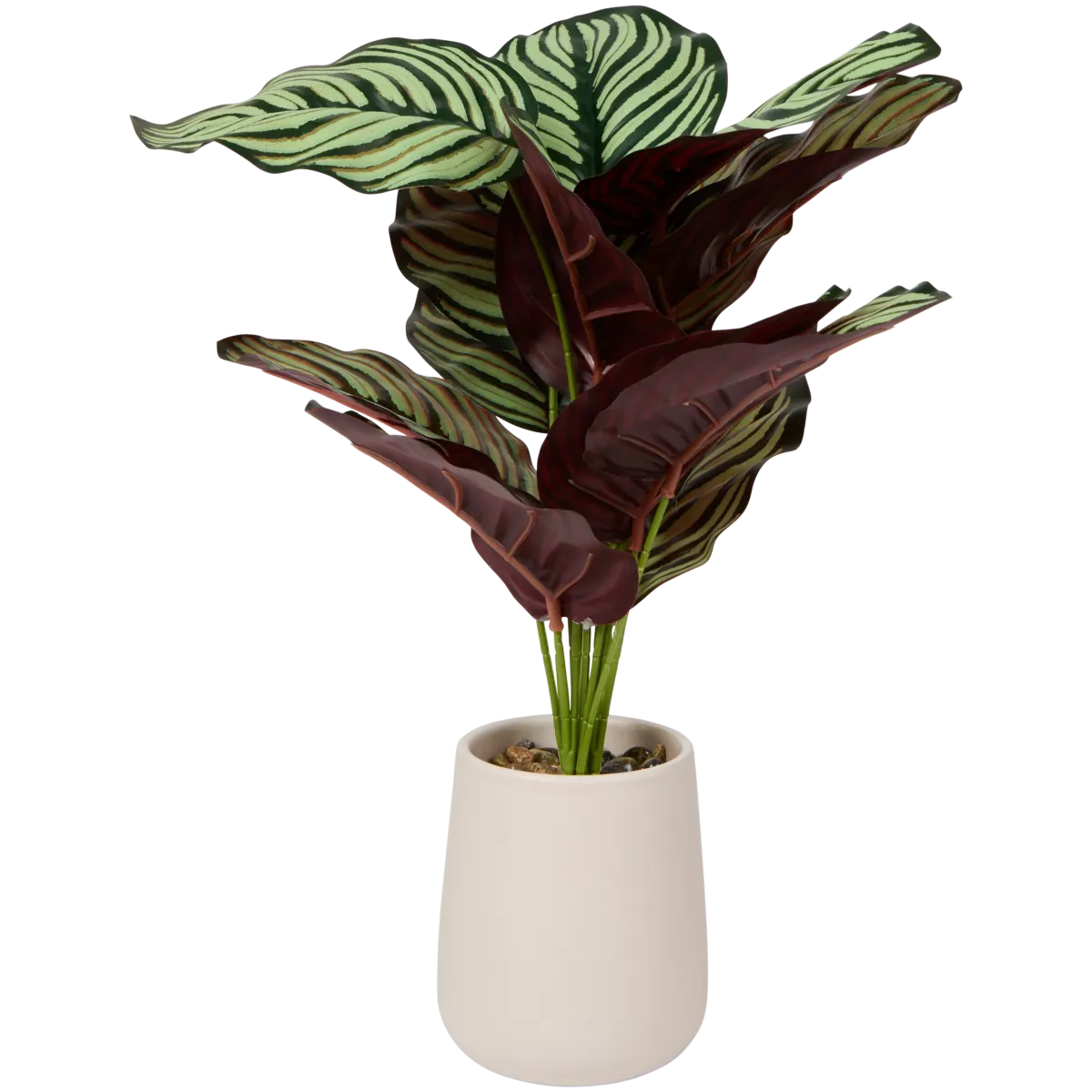 bicolor dracaena Madagascar Dragon Tree for Sale main image 1