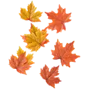 Navigate to image