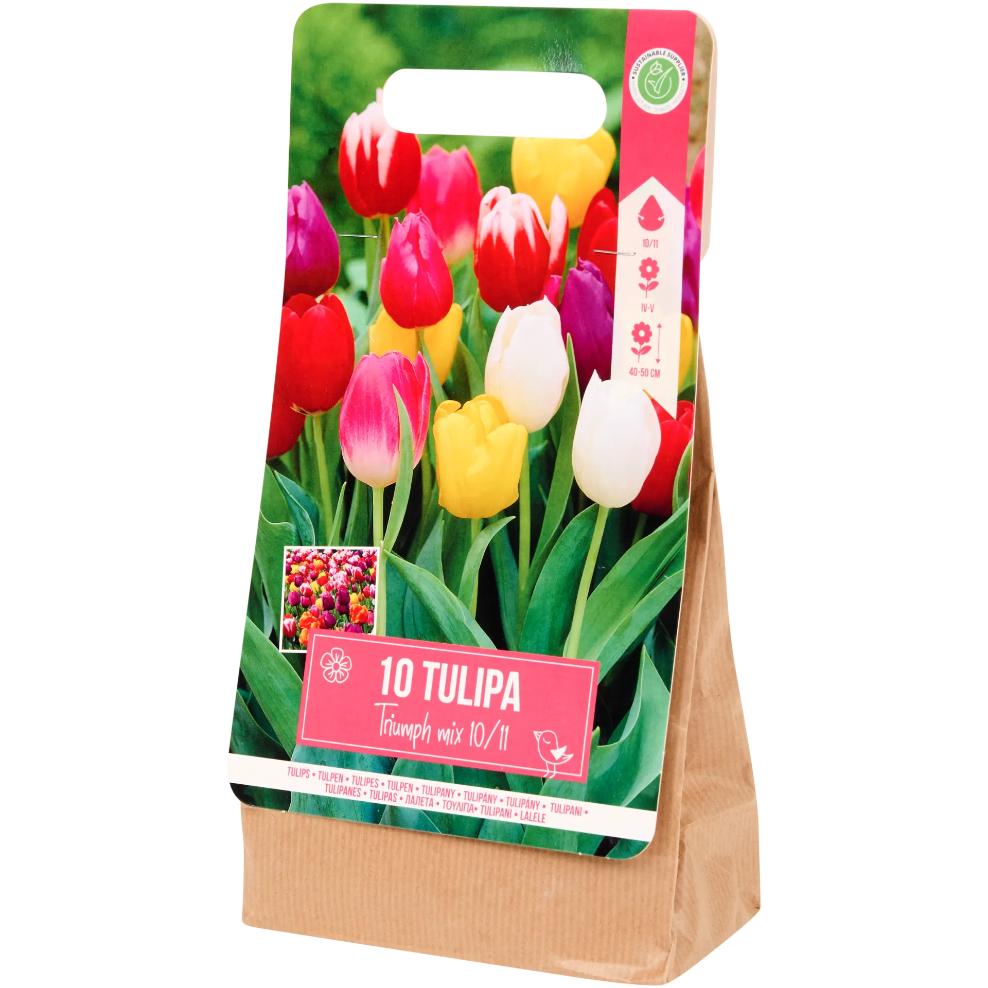 Tulpenzwiebeln