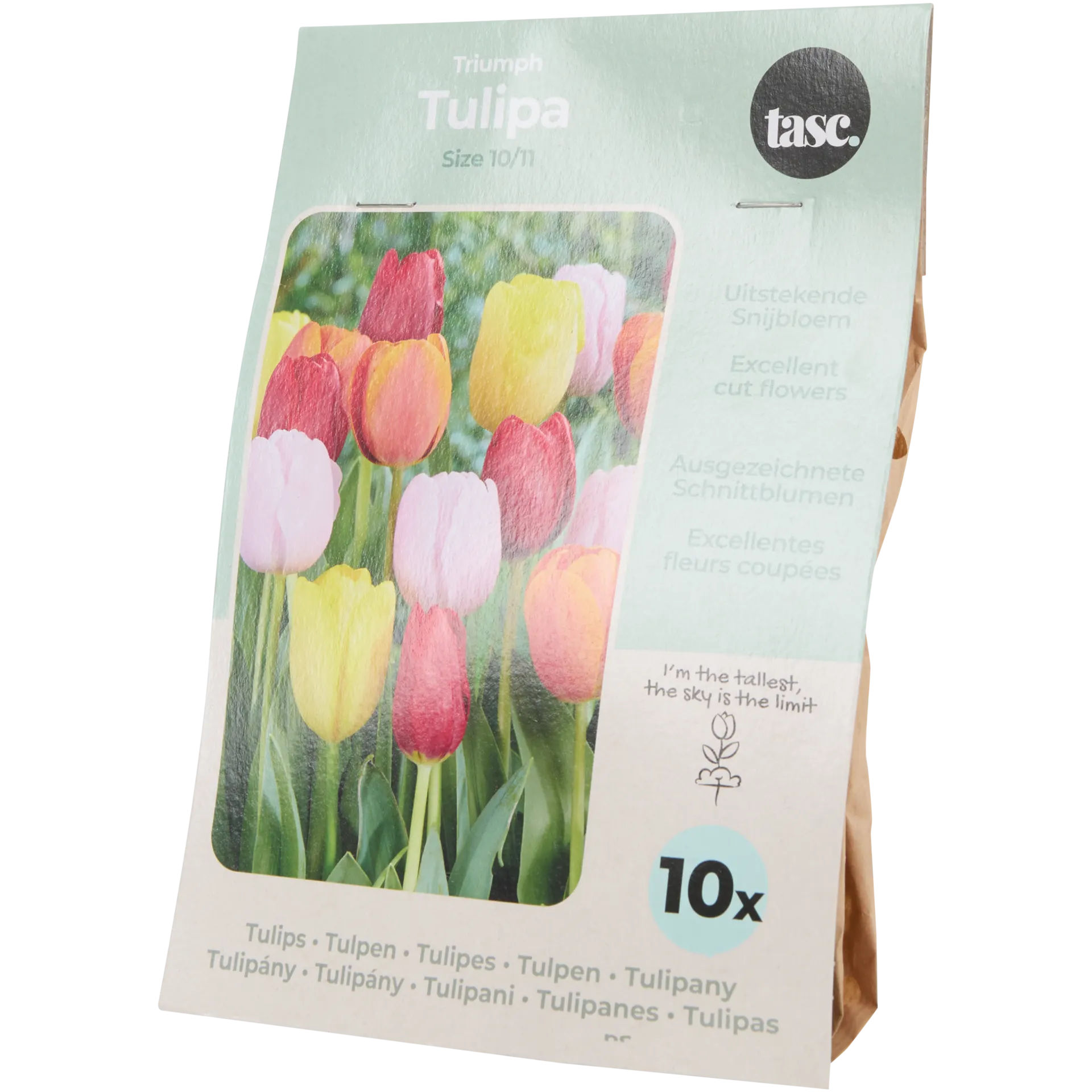 Tulpenzwiebeln