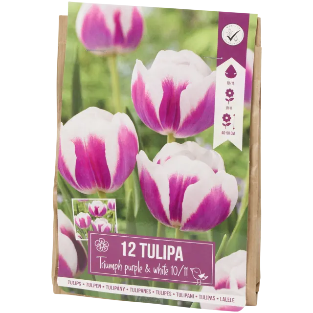 Bulbes de tulipe