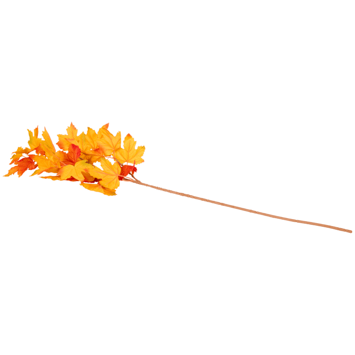 Feuilles sur branche, chez Action