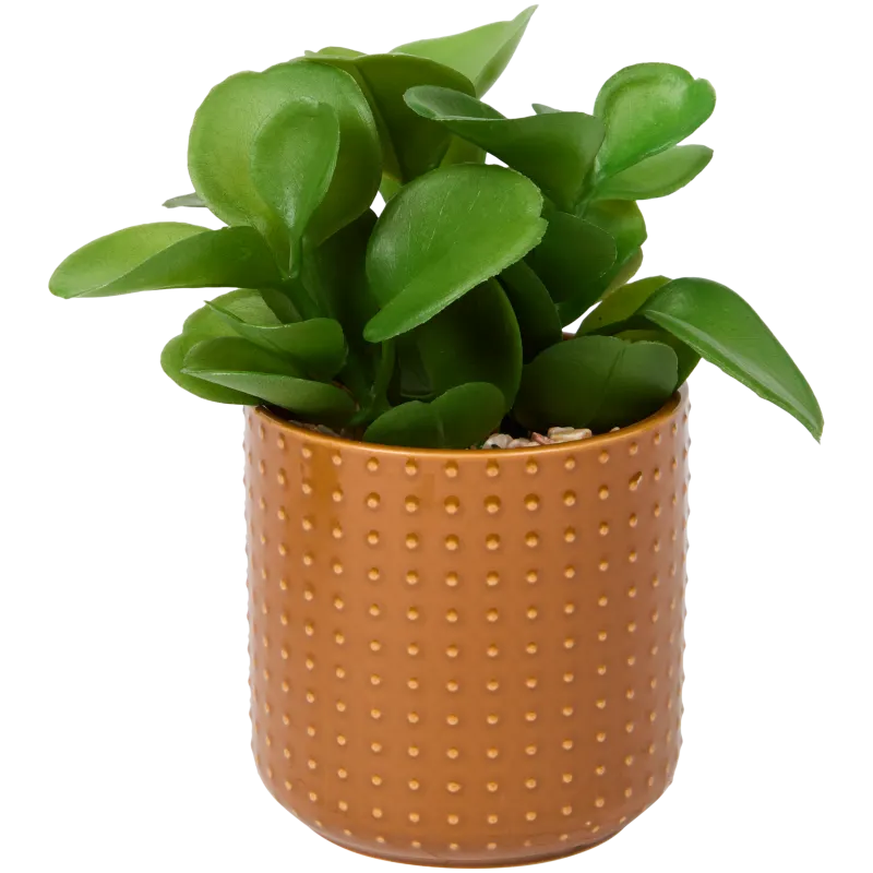 Plante grasse en pot Excellent Flowers