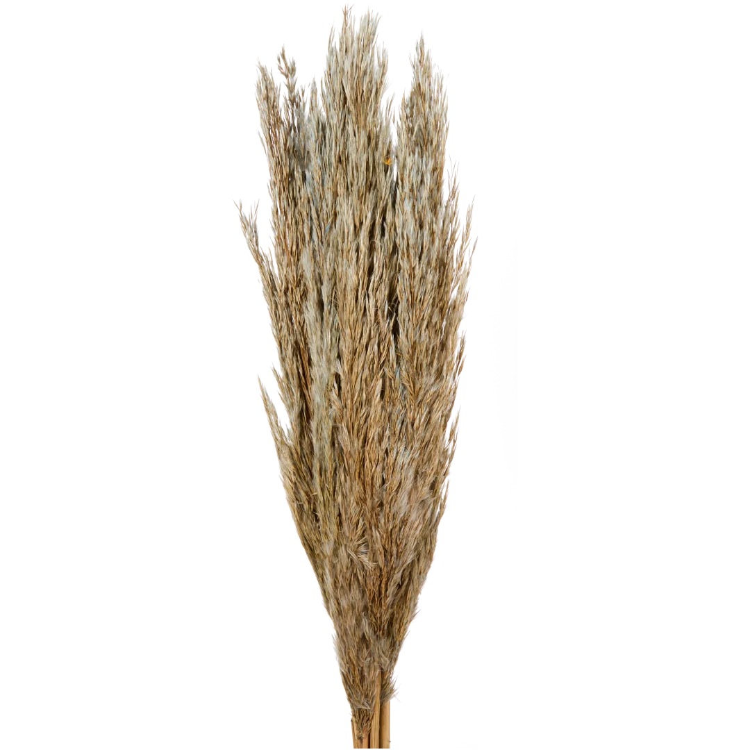 Bouquet seco 1