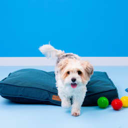 Haustierprodukte fr Hund, Katze & Nager | Action AT